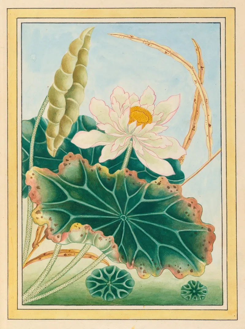 Plantes De Chine Pl 028 Wall Art by Pierre Joseph Buchoz - High-Resolution Digital Print