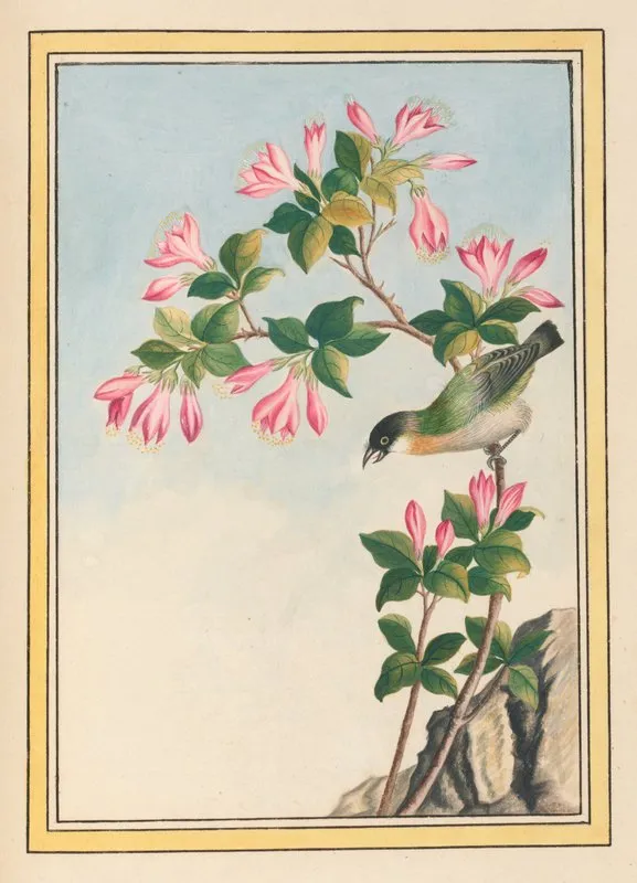 Plantes De Chine Pl 042 Wall Art by Pierre Joseph Buchoz - High-Resolution Digital Print