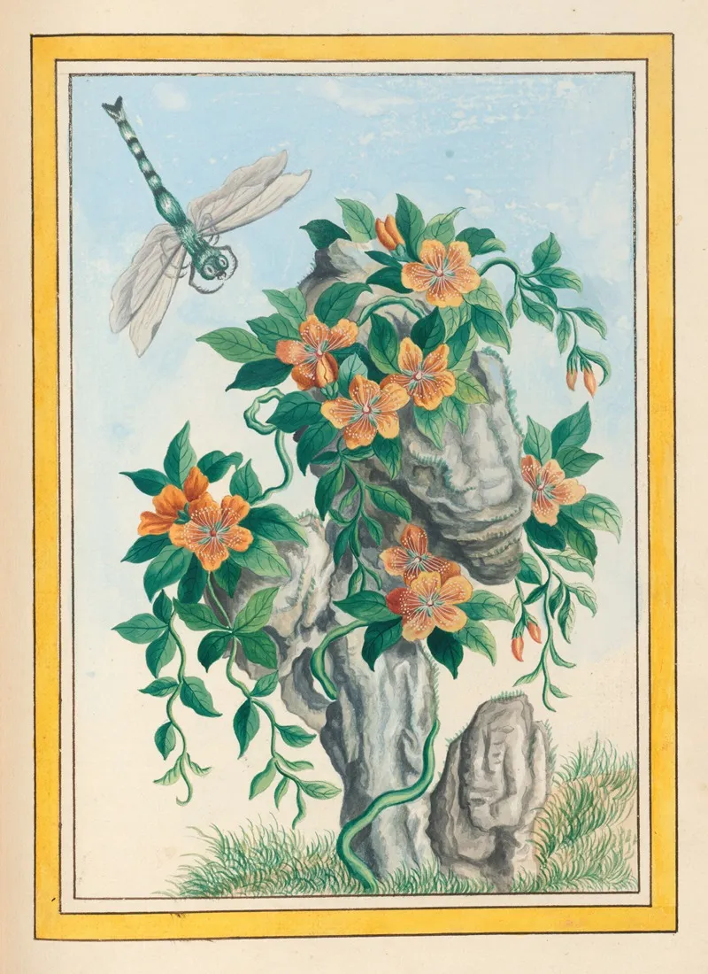 Plantes De Chine Pl 058 Wall Art by Pierre Joseph Buchoz - High-Resolution Digital Print