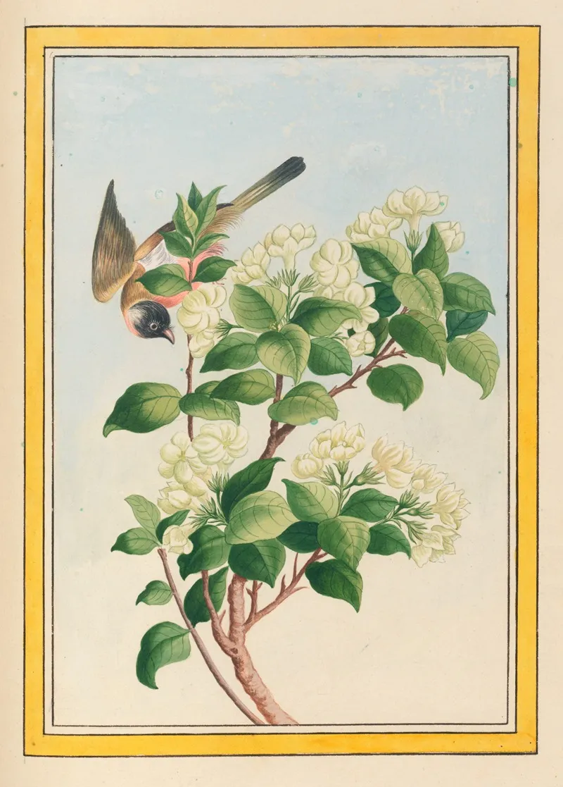 Plantes De Chine Pl 059 Wall Art by Pierre Joseph Buchoz - High-Resolution Digital Print