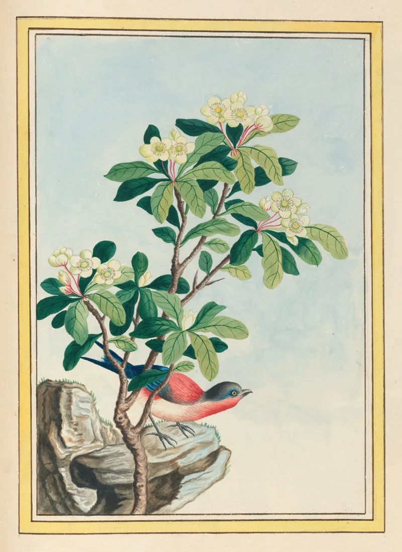 Plantes De Chine Pl 060 Wall Art by Pierre Joseph Buchoz - High-Resolution Digital Print