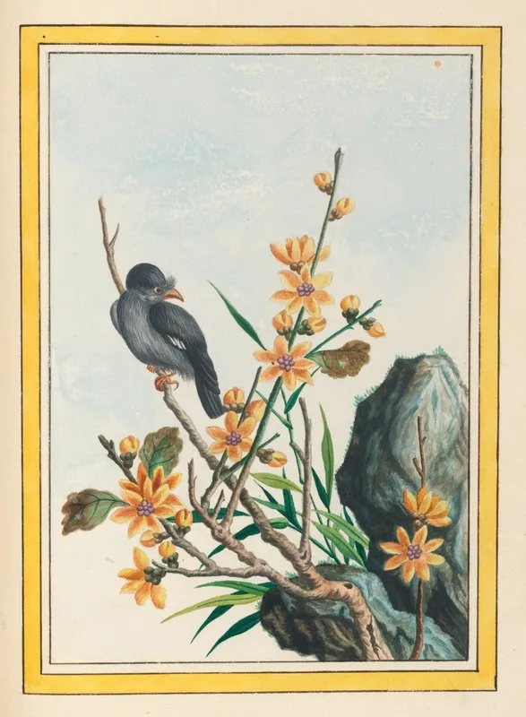 Plantes De Chine Pl 065 Wall Art by Pierre Joseph Buchoz - High-Resolution Digital Print