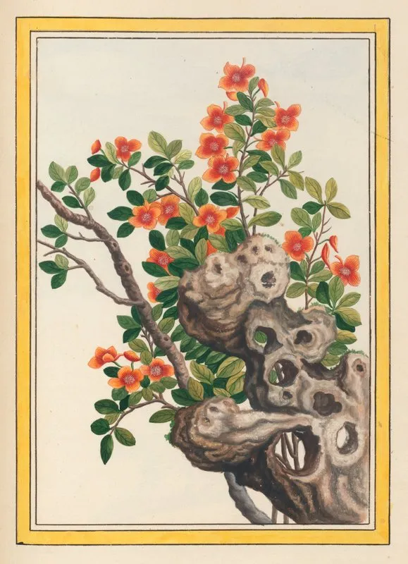 Plantes De Chine Pl 066 Wall Art by Pierre Joseph Buchoz - High-Resolution Digital Print