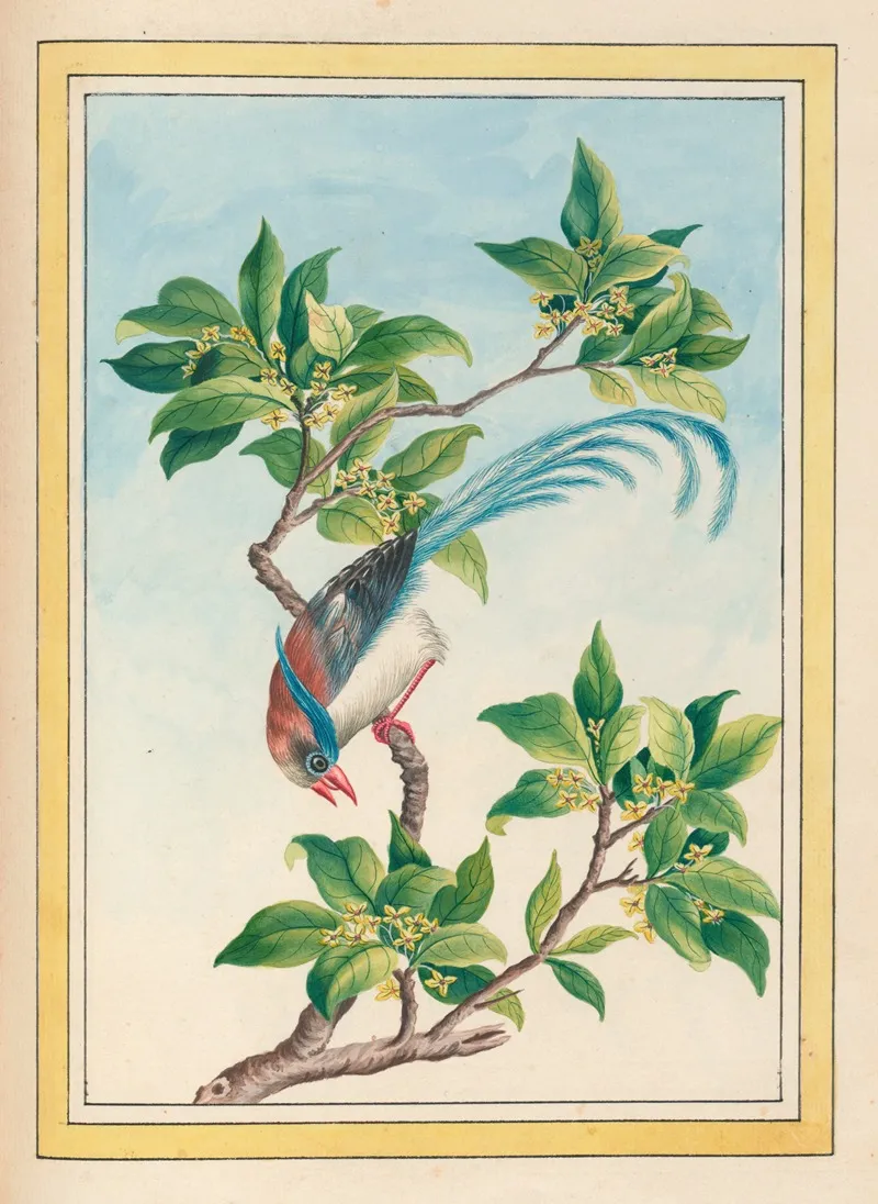 Plantes De Chine Pl 067 Wall Art by Pierre Joseph Buchoz - High-Resolution Digital Print