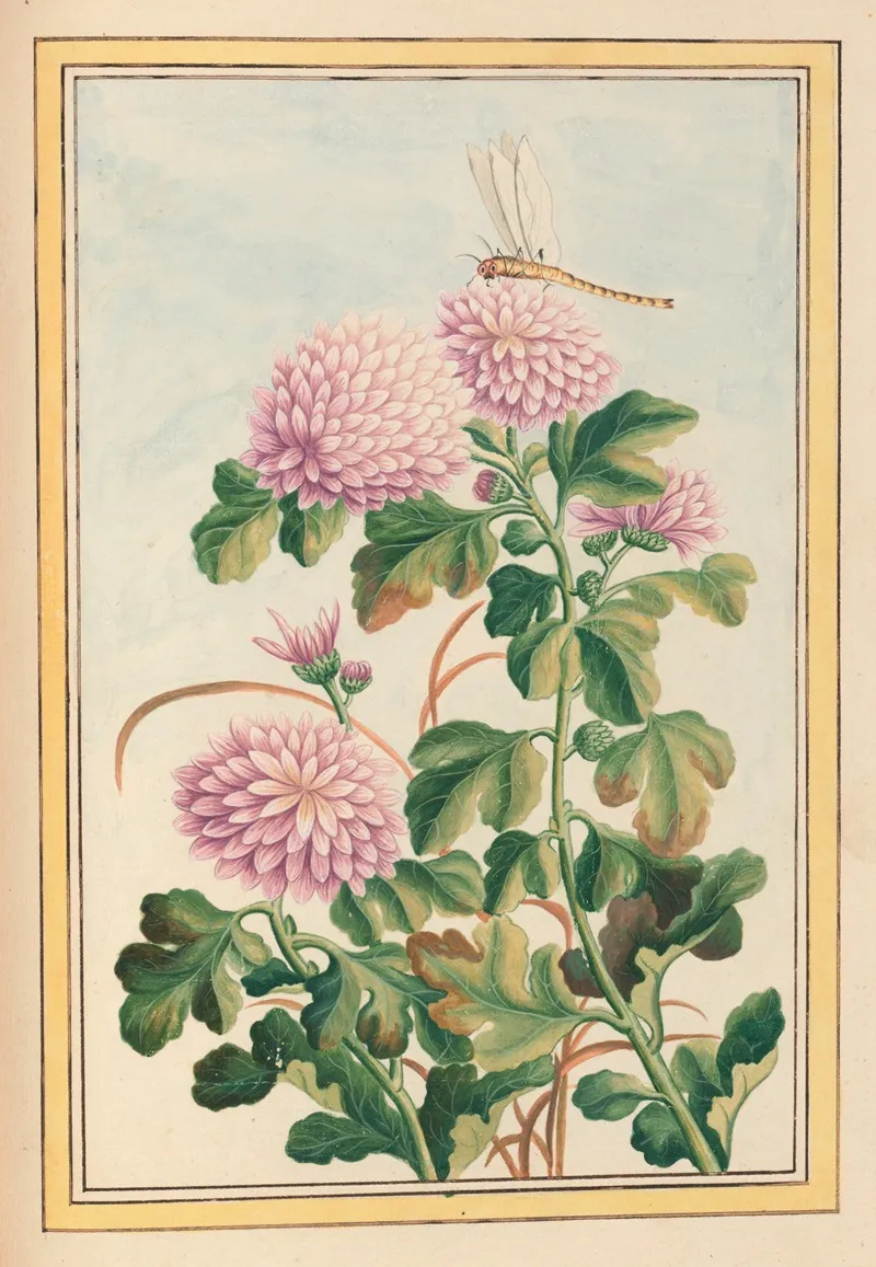 Plantes De Chine Pl 074 Wall Art by Pierre Joseph Buchoz - High-Resolution Digital Print