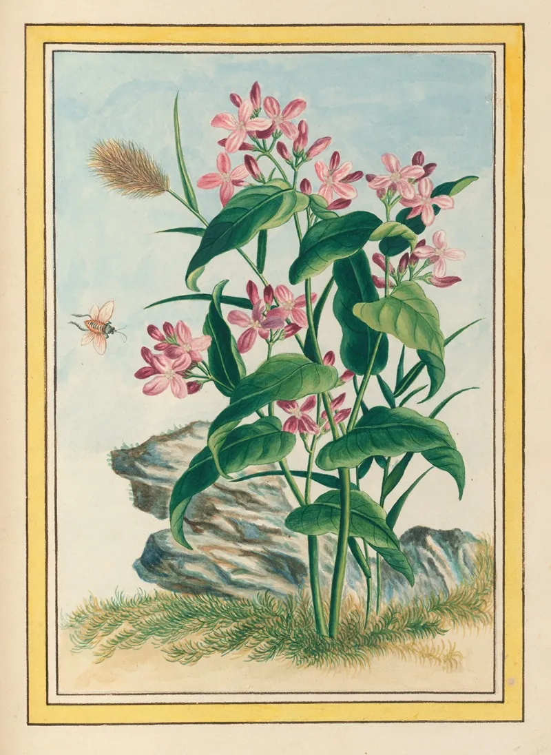 Plantes De Chine Pl 079 Wall Art by Pierre Joseph Buchoz - High-Resolution Digital Print