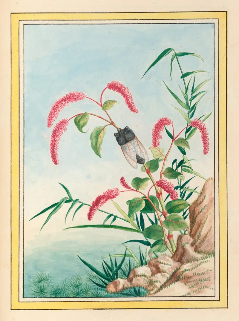 Plantes De Chine Pl 082 Wall Art by Pierre Joseph Buchoz - High-Resolution Digital Print