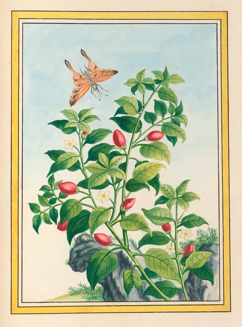 Plantes De Chine Pl 086 Wall Art by Pierre Joseph Buchoz - High-Resolution Digital Print
