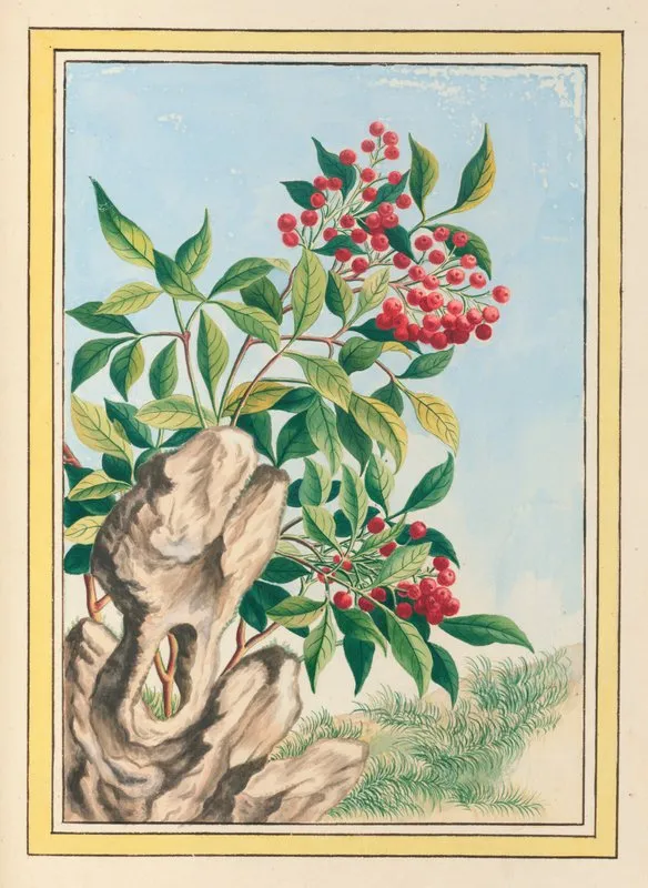 Plantes De Chine Pl 089 Wall Art by Pierre Joseph Buchoz - High-Resolution Digital Print