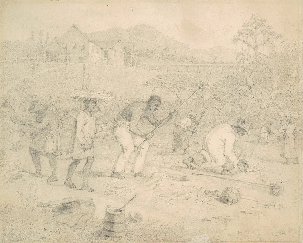 Planting The Sugar Cane Trinidad
