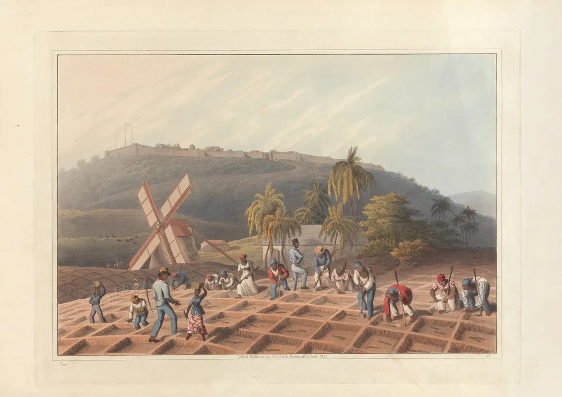 Planting The Sugar Cane