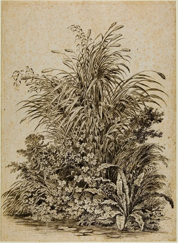 Plants At Waters Edge