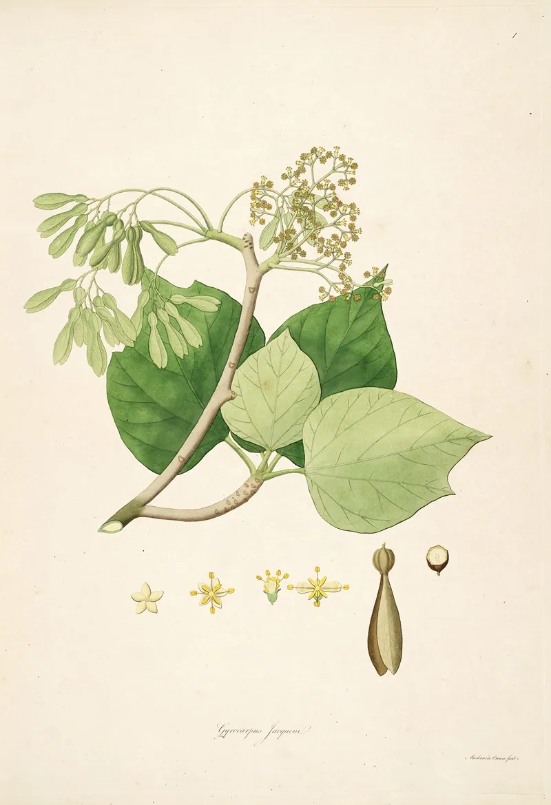 Plants Of The Coast Of Coromandel Pl 001 Wall Art by William Roxburgh - High-Resolution Digital Print