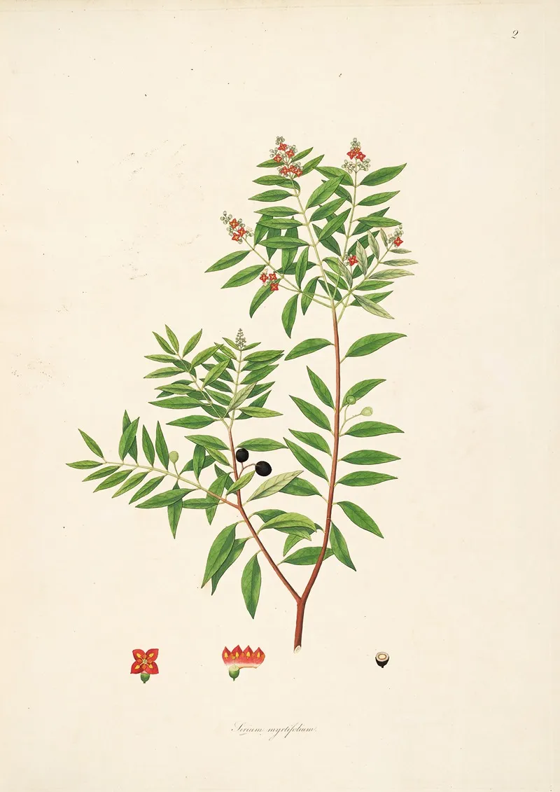 Plants Of The Coast Of Coromandel Pl 002 Wall Art by William Roxburgh - High-Resolution Digital Print