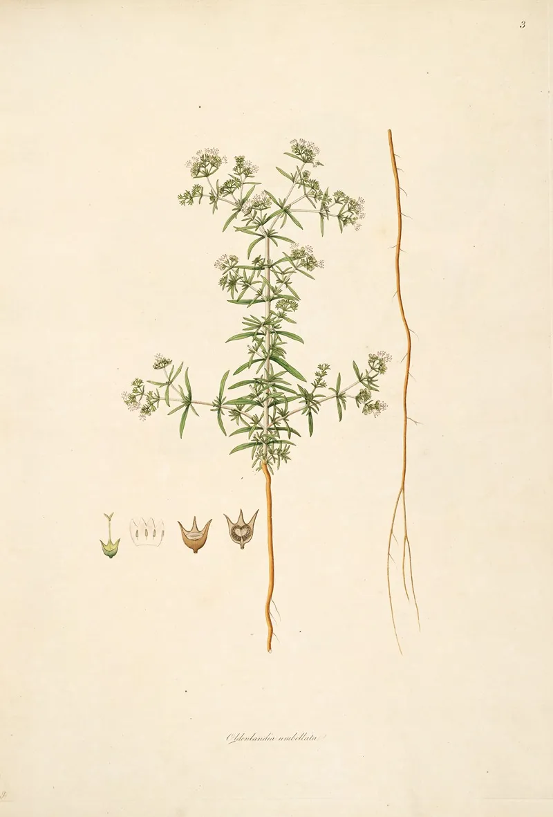 Plants Of The Coast Of Coromandel Pl 003 Wall Art by William Roxburgh - High-Resolution Digital Print