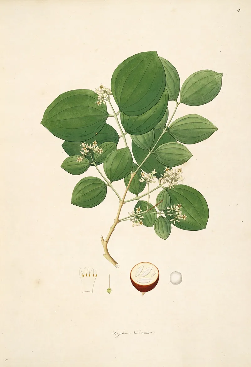 Plants Of The Coast Of Coromandel Pl 004 Wall Art by William Roxburgh - High-Resolution Digital Print