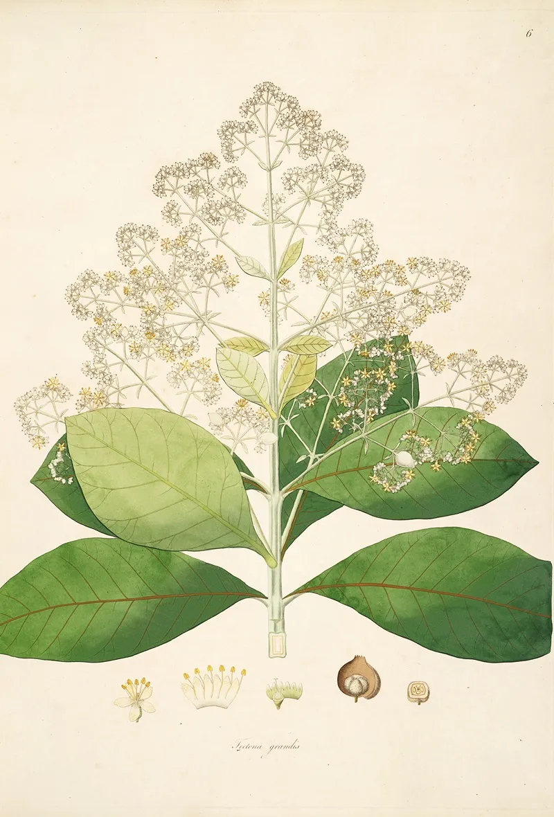 Plants Of The Coast Of Coromandel Pl 006 Wall Art by William Roxburgh - High-Resolution Digital Print
