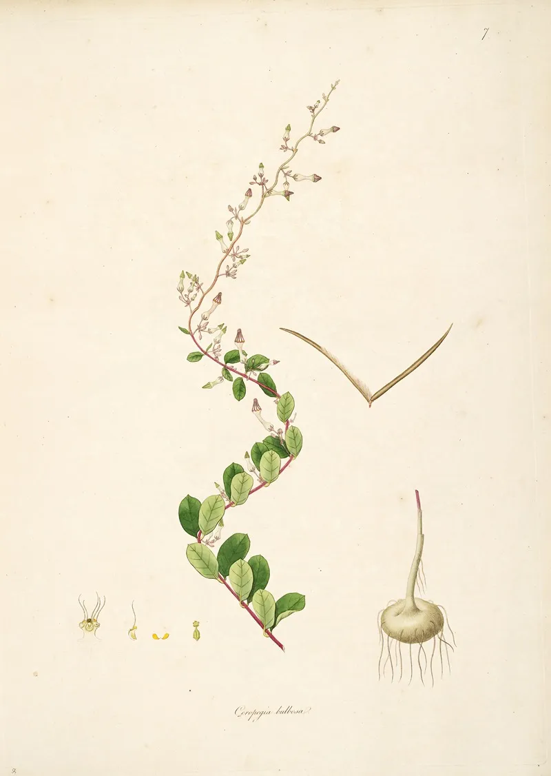 Plants Of The Coast Of Coromandel Pl 007 Wall Art by William Roxburgh - High-Resolution Digital Print