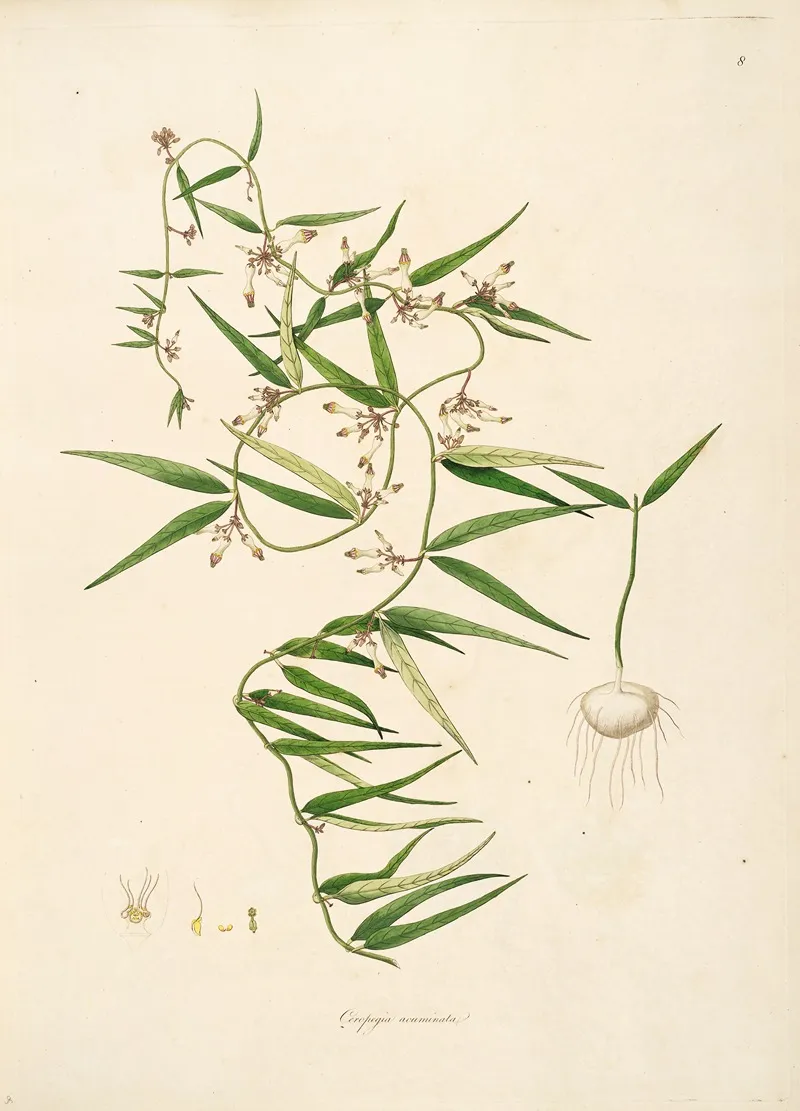 Plants Of The Coast Of Coromandel Pl 008 Wall Art by William Roxburgh - High-Resolution Digital Print