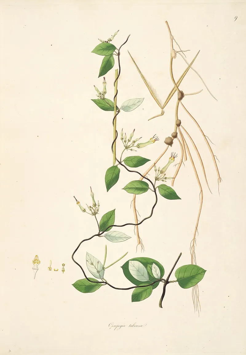 Plants Of The Coast Of Coromandel Pl 009 Wall Art by William Roxburgh - High-Resolution Digital Print