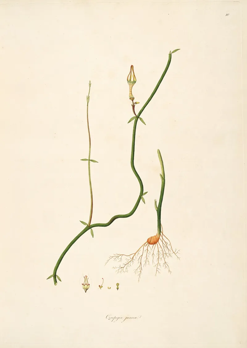Plants Of The Coast Of Coromandel Pl 010 Wall Art by William Roxburgh - High-Resolution Digital Print