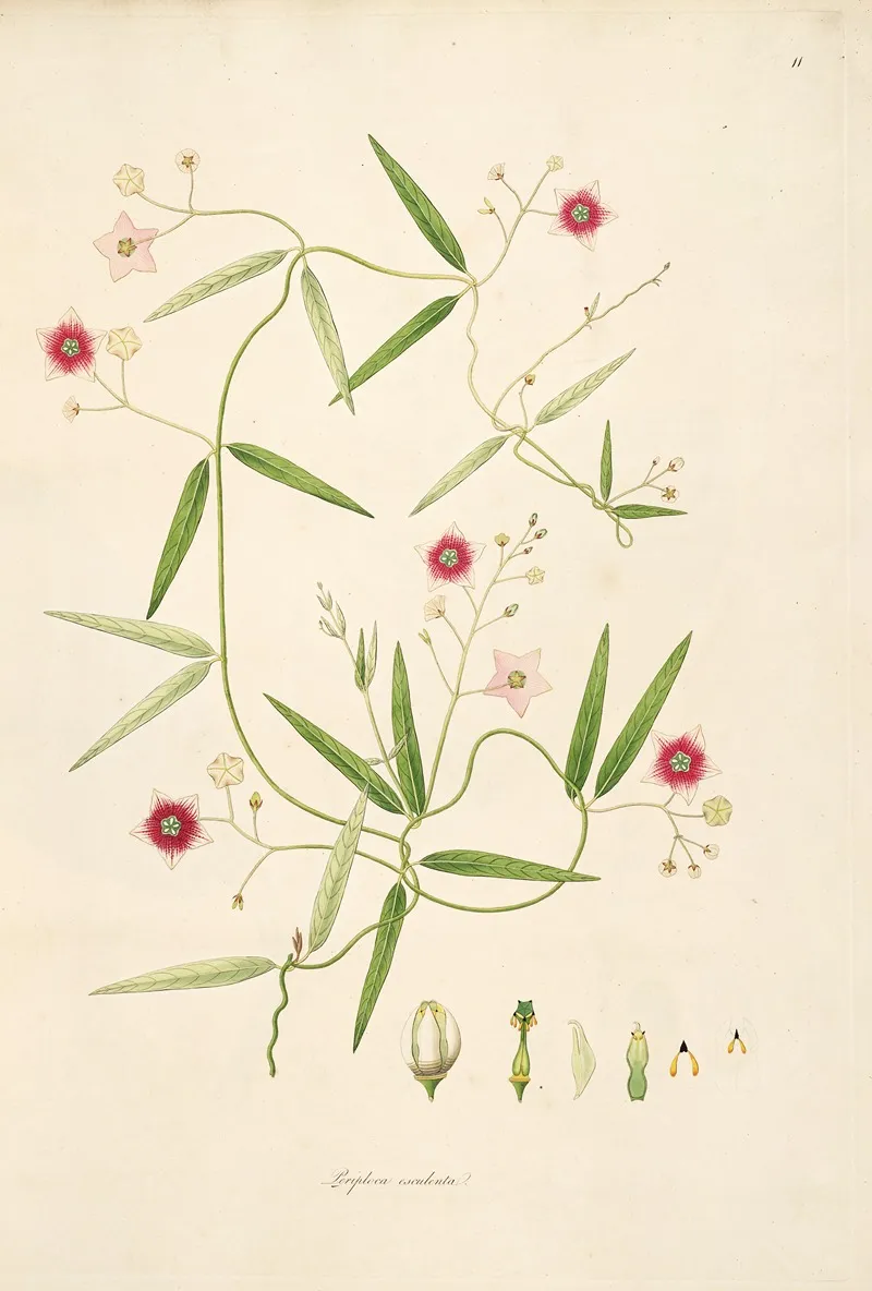 Plants Of The Coast Of Coromandel Pl 011 Wall Art by William Roxburgh - High-Resolution Digital Print