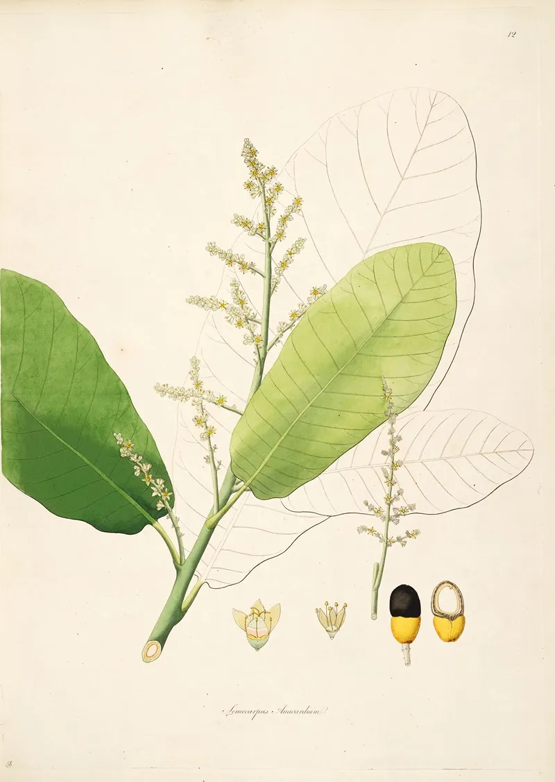 Plants Of The Coast Of Coromandel Pl 012 Wall Art by William Roxburgh - High-Resolution Digital Print