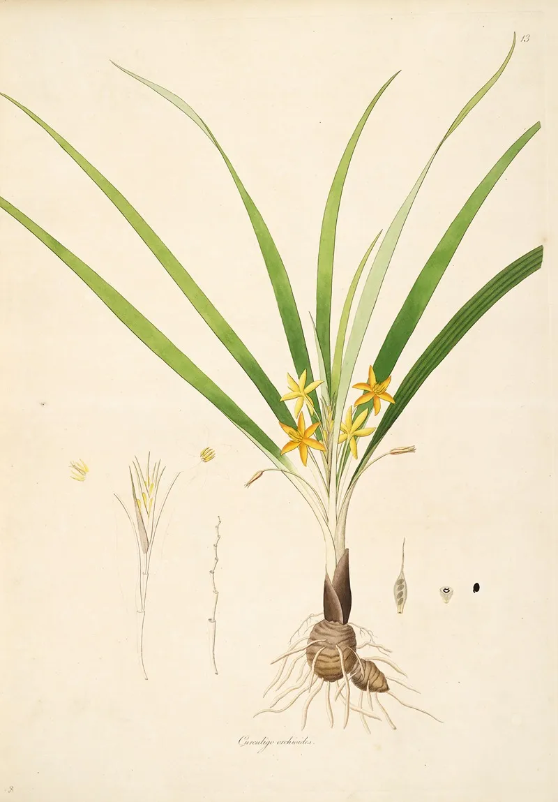Plants Of The Coast Of Coromandel Pl 013 Wall Art by William Roxburgh - High-Resolution Digital Print