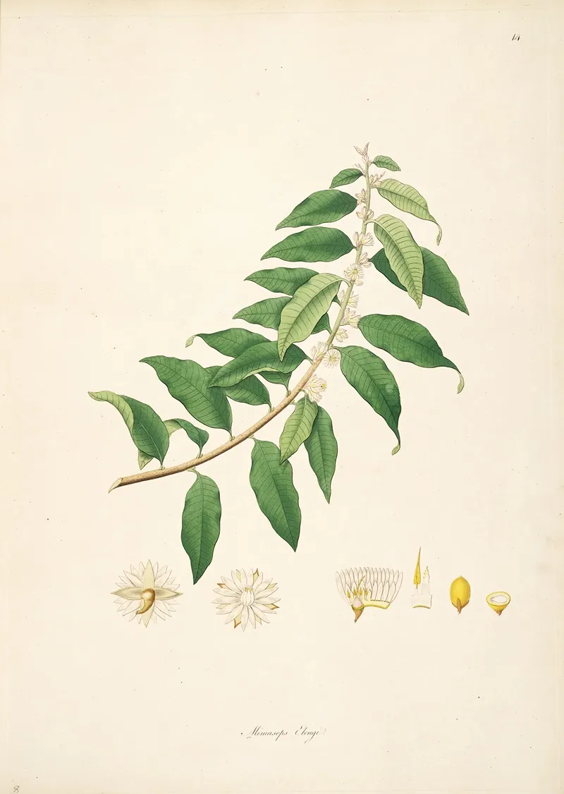 Plants Of The Coast Of Coromandel Pl 014 Wall Art by William Roxburgh - High-Resolution Digital Print