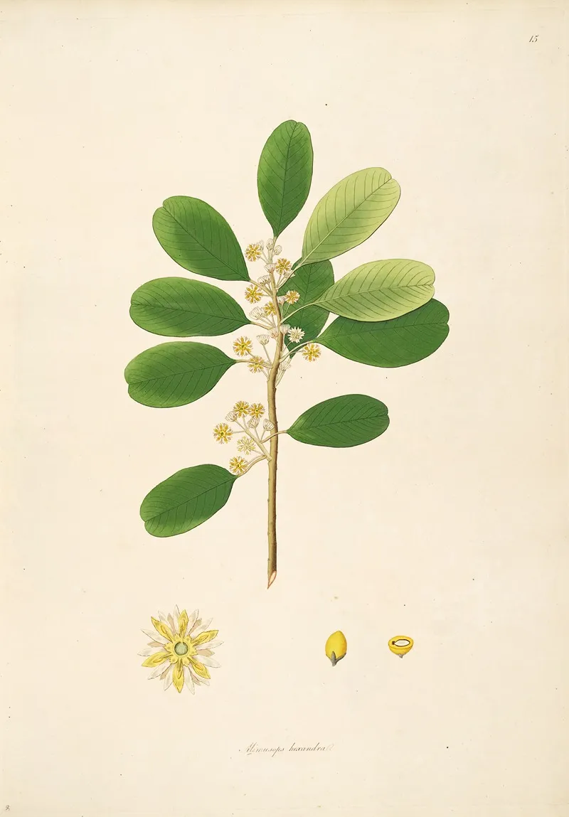 Plants Of The Coast Of Coromandel Pl 015 Wall Art by William Roxburgh - High-Resolution Digital Print
