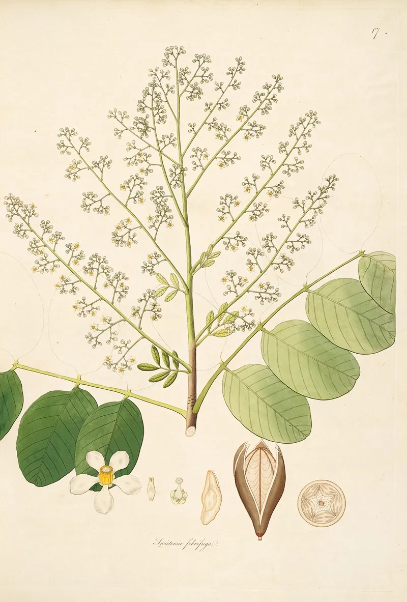 Plants Of The Coast Of Coromandel Pl 017 Wall Art by William Roxburgh - High-Resolution Digital Print