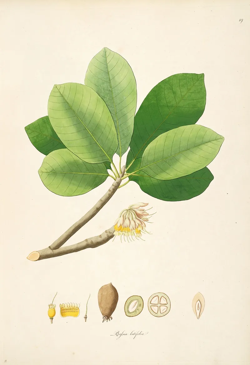 Plants Of The Coast Of Coromandel Pl 019 Wall Art by William Roxburgh - High-Resolution Digital Print