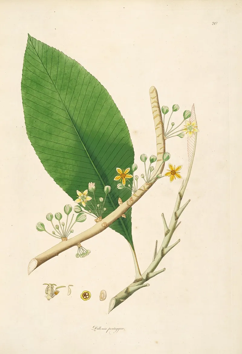 Plants Of The Coast Of Coromandel Pl 020 Wall Art by William Roxburgh - High-Resolution Digital Print