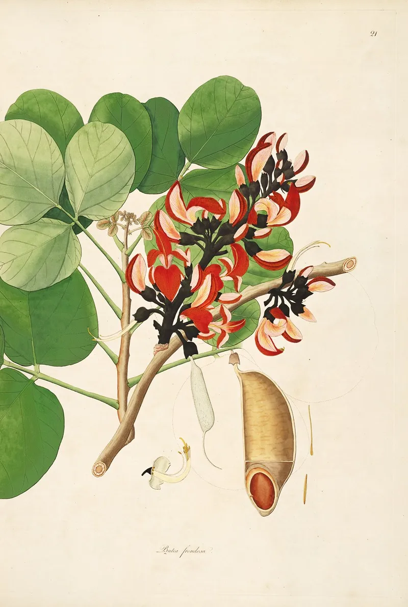 Plants Of The Coast Of Coromandel Pl 021 Wall Art by William Roxburgh - High-Resolution Digital Print
