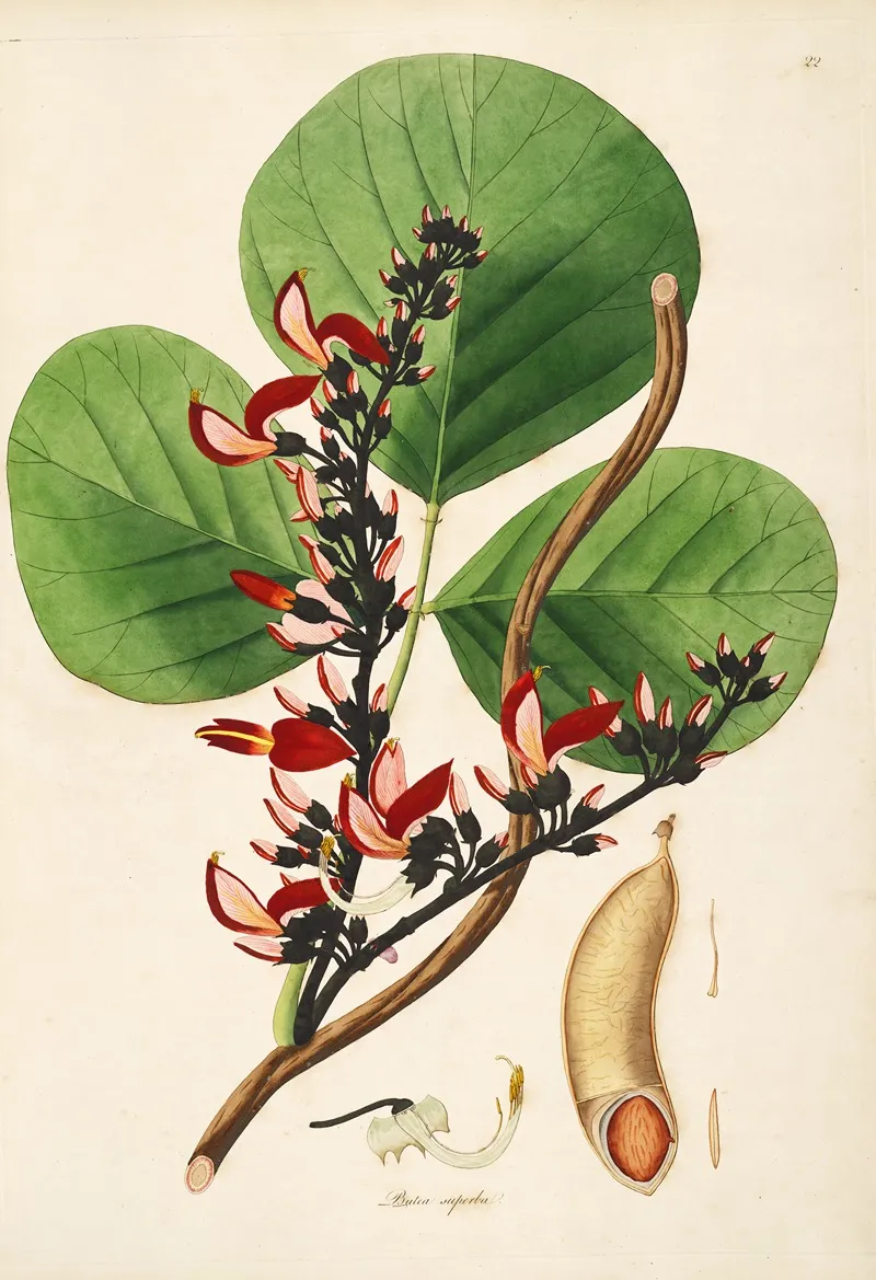 Plants Of The Coast Of Coromandel Pl 022 Wall Art by William Roxburgh - High-Resolution Digital Print