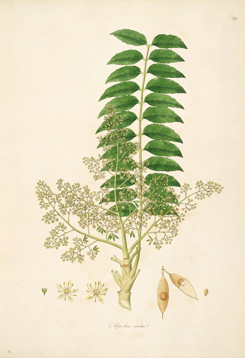 Plants Of The Coast Of Coromandel Pl 023 Wall Art by William Roxburgh - High-Resolution Digital Print