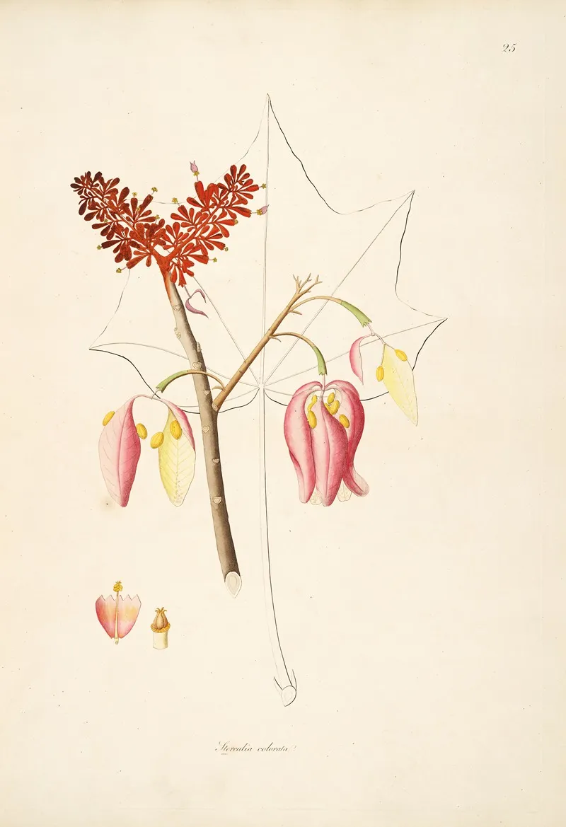 Plants Of The Coast Of Coromandel Pl 025 Wall Art by William Roxburgh - High-Resolution Digital Print