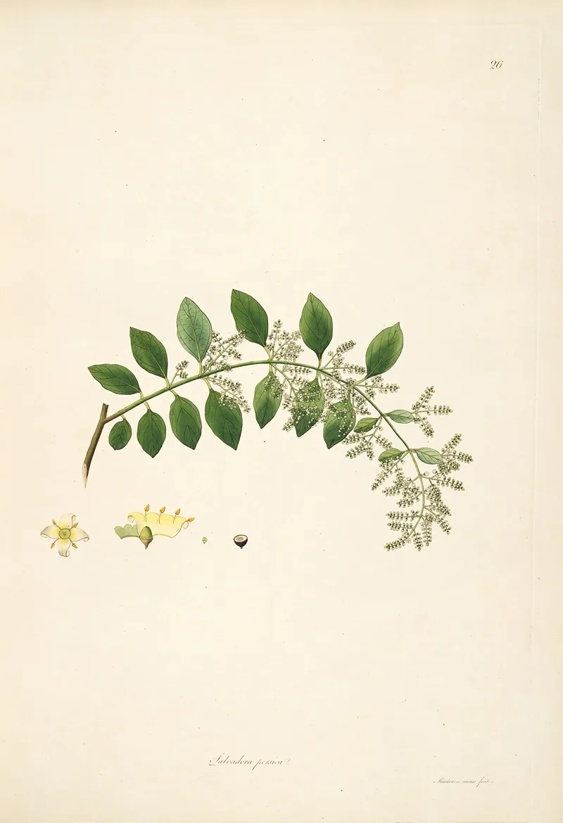 Plants Of The Coast Of Coromandel Pl 026 Wall Art by William Roxburgh - High-Resolution Digital Print