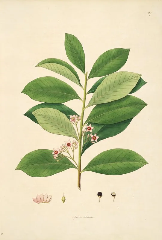 Plants Of The Coast Of Coromandel Pl 027 Wall Art by William Roxburgh - High-Resolution Digital Print