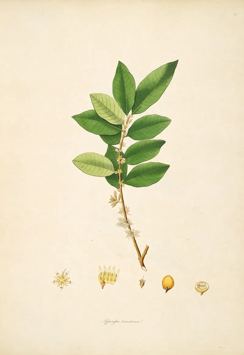 Plants Of The Coast Of Coromandel Pl 028 Wall Art by William Roxburgh - High-Resolution Digital Print