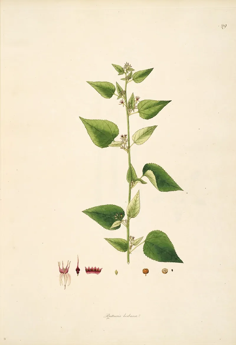 Plants Of The Coast Of Coromandel Pl 029 Wall Art by William Roxburgh - High-Resolution Digital Print