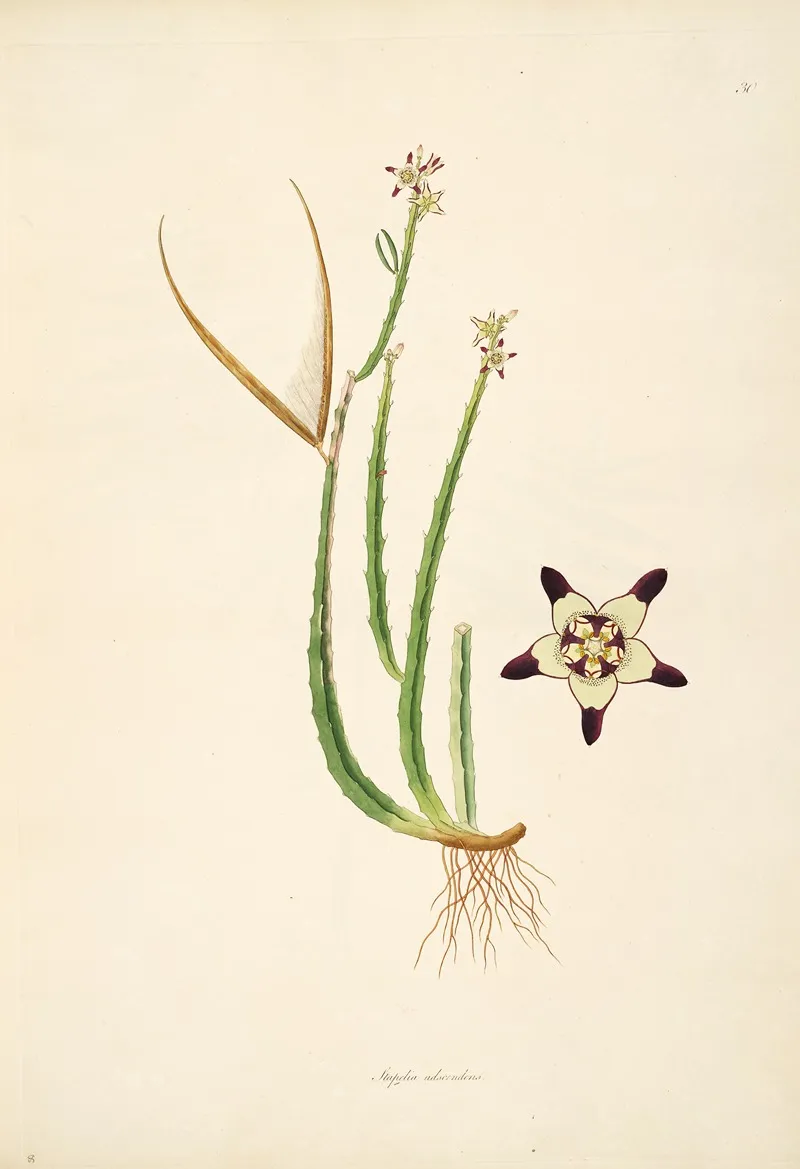 Plants Of The Coast Of Coromandel Pl 030 Wall Art by William Roxburgh - High-Resolution Digital Print