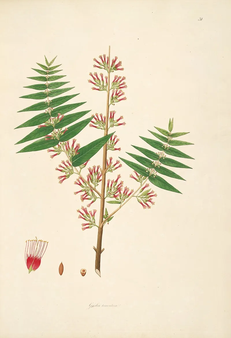 Plants Of The Coast Of Coromandel Pl 031 Wall Art by William Roxburgh - High-Resolution Digital Print