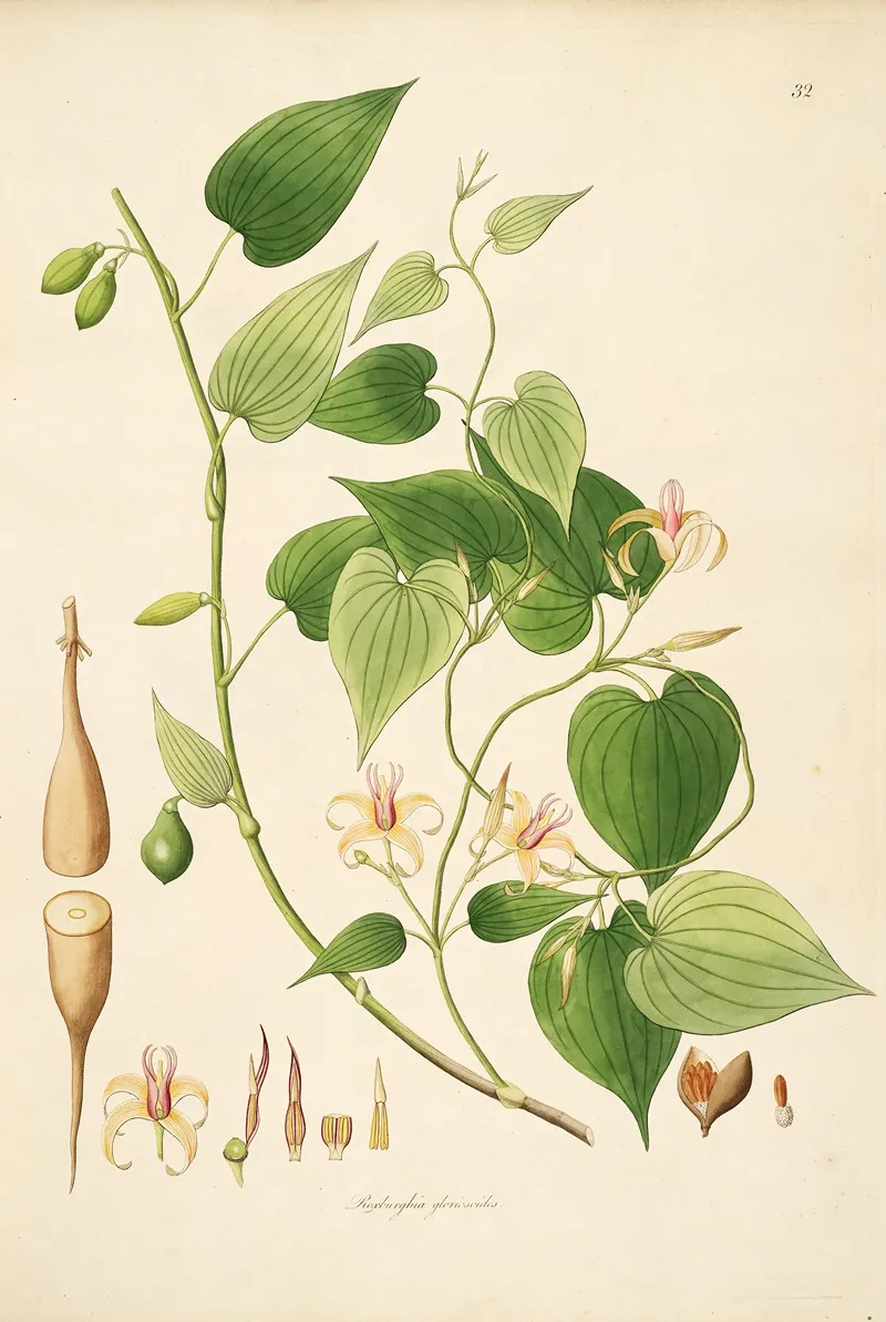 Plants Of The Coast Of Coromandel Pl 032 Wall Art by William Roxburgh - High-Resolution Digital Print