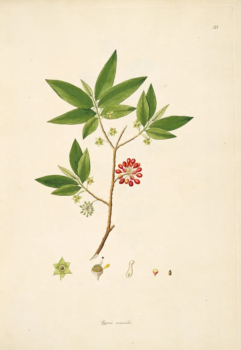 Plants Of The Coast Of Coromandel Pl 033 Wall Art by William Roxburgh - High-Resolution Digital Print