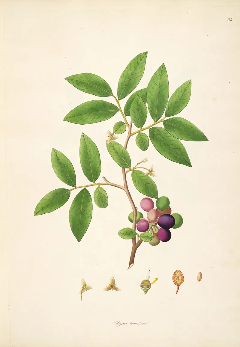 Plants Of The Coast Of Coromandel Pl 035 Wall Art by William Roxburgh - High-Resolution Digital Print