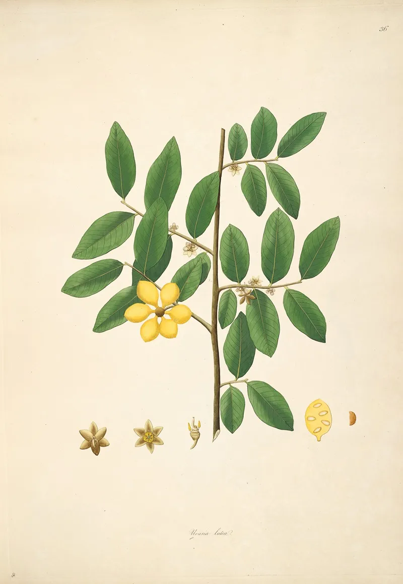 Plants Of The Coast Of Coromandel Pl 036 Wall Art by William Roxburgh - High-Resolution Digital Print