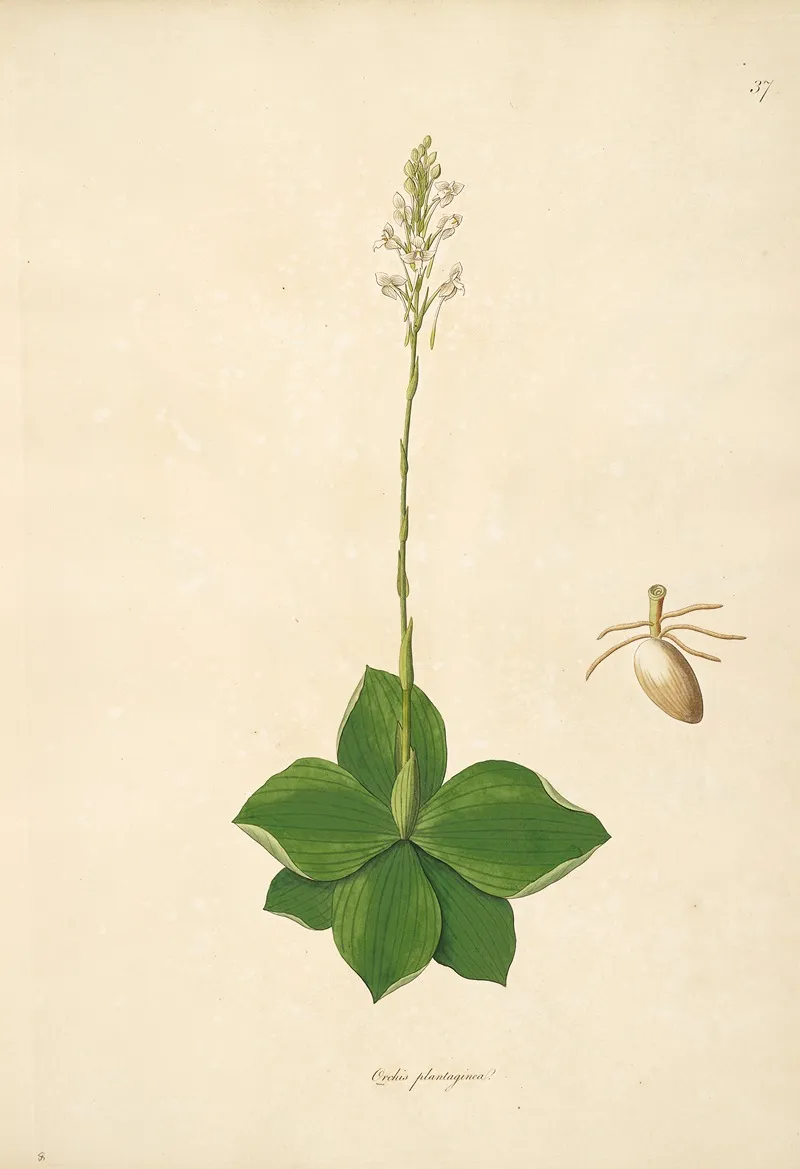 Plants Of The Coast Of Coromandel Pl 037 Wall Art by William Roxburgh - High-Resolution Digital Print