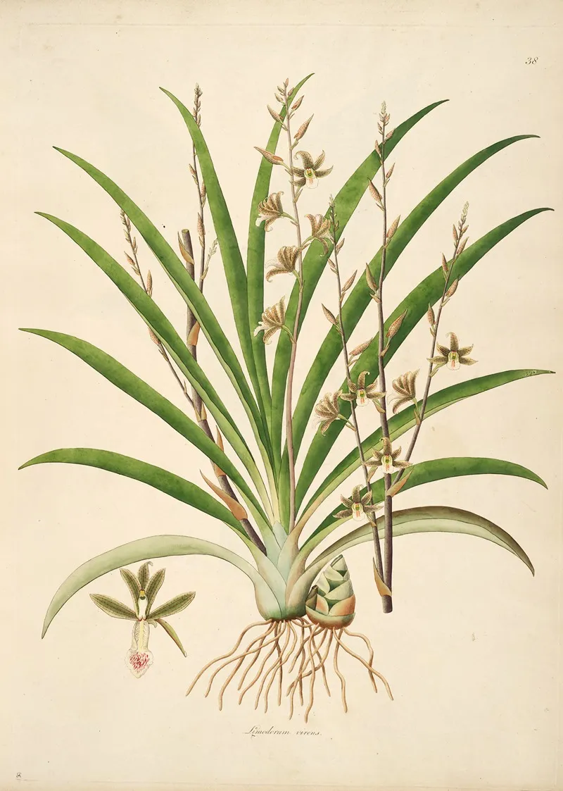 Plants Of The Coast Of Coromandel Pl 038 Wall Art by William Roxburgh - High-Resolution Digital Print