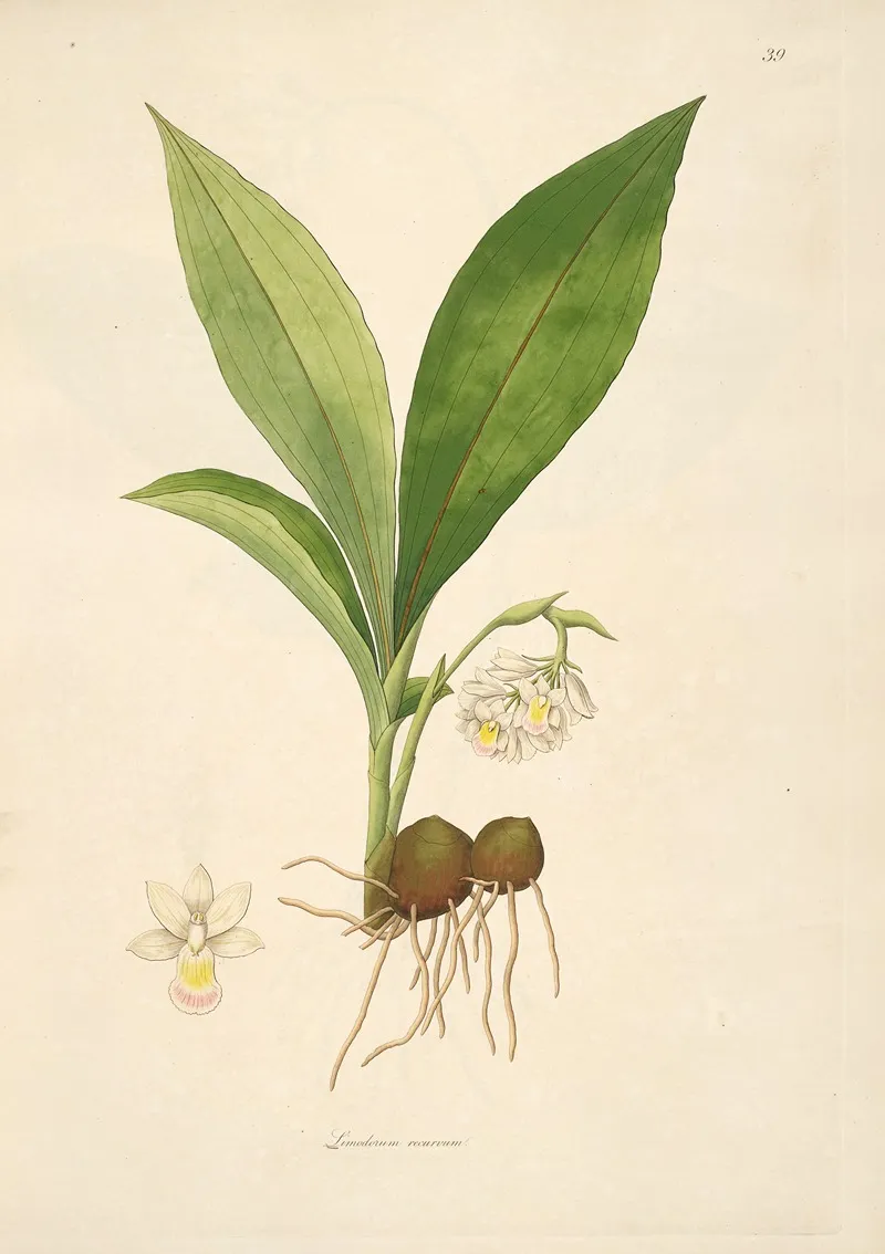 Plants Of The Coast Of Coromandel Pl 039 Wall Art by William Roxburgh - High-Resolution Digital Print